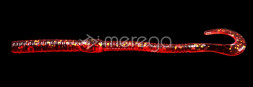 Червь Merega Sophie Worm, р.140 мм, вес 4 г, цвет M248, кальмар уп.8 шт